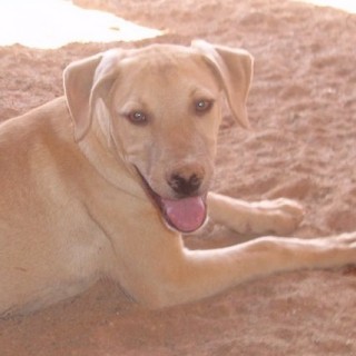 mindy c4 2449-410-12